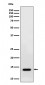 RNF7 Antibody